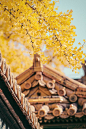 Yellow Trees and Brown Roof