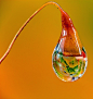 dewdrop