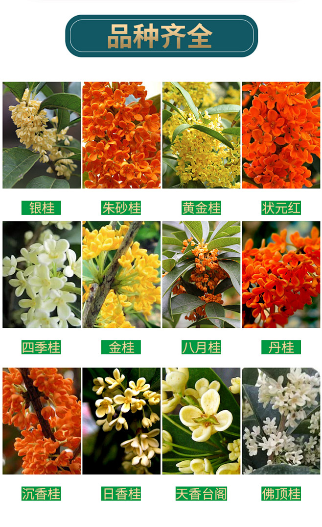 桂花树苗盆栽四季开花庭院桂花树金桂地栽大...