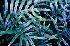 蕨类植物叶片的不同抽象颜色-背景