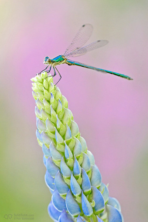 水蜻蜓