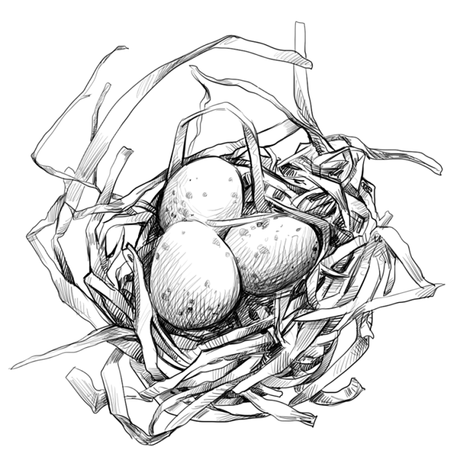 手绘线稿素描植物动物兔子花卉鸡蛋插图PN...