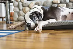 点击来源直接获取大图文件 |Dog sleeping on bed on hardwood bamboo floors next to fireplace
