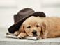 adorable golden retriever puppy who looks like a little man!: 