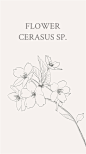 樱花（学名：Cerasus sp.）：是蔷薇科樱属几种植物的统称。花语：是爱情与希望的象征，代表着高雅，质朴纯洁的爱情。