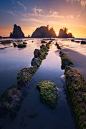 Shi Shi Beach(晒晒滩)是整个Olympic National Park里最漂亮的海滩，没有之一。拥有最密集的sea stack和tide pool，而地上一道道石鳍成为了它最的标志。晒晒滩是摄影师的天堂，但要拍到完美的照片却不容易。要等到最好的光线必须在海滩附近的野外露营，而要能看到清晰美丽的石鳍则必须等到潮退时。