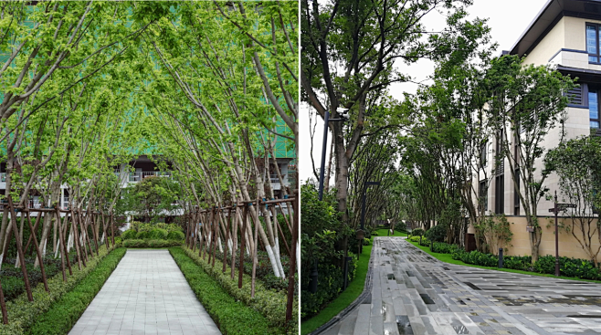 园路两侧的列植设计手法归纳