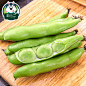 云南蚕豆9斤新鲜带壳农家蔬菜生嫩蚕豆罗汉豆兰花胡豆竖豌豆包邮5