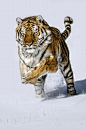 老虎雪中奔跑