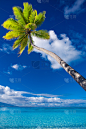 棕榈树,茉莉雅岛,泻湖,悬挂的,在上面,垂直画幅,水,天空,休闲活动,夏天