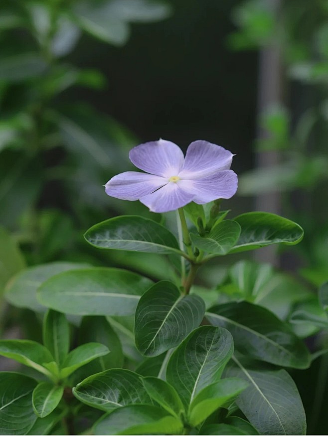 长春花