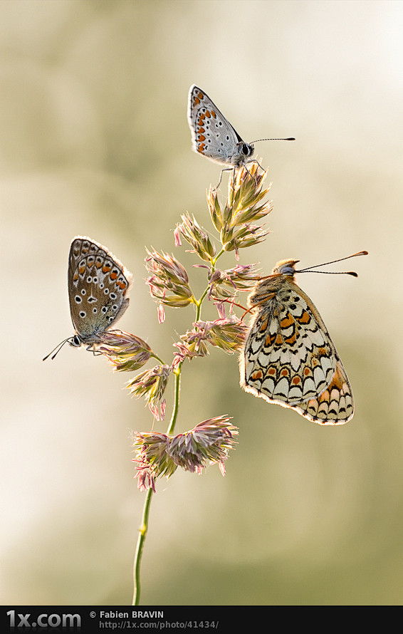 采自Lynn的花瓣画板“Butterfl...