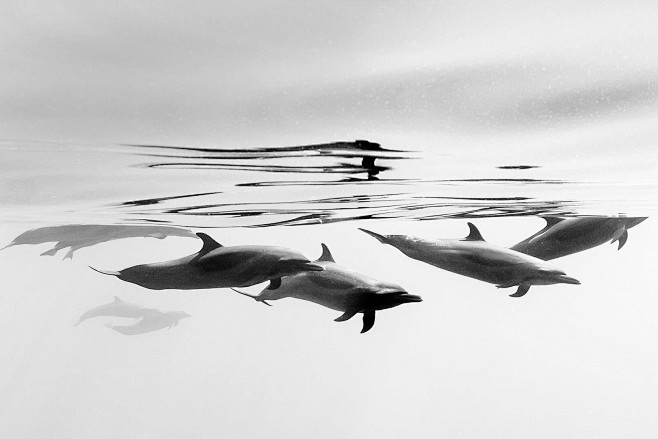 热带斑海豚