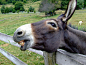 驴, 篱笆, 自然, 目睹, 动物, 特写, 树, 牧场, 草甸, 匈牙利