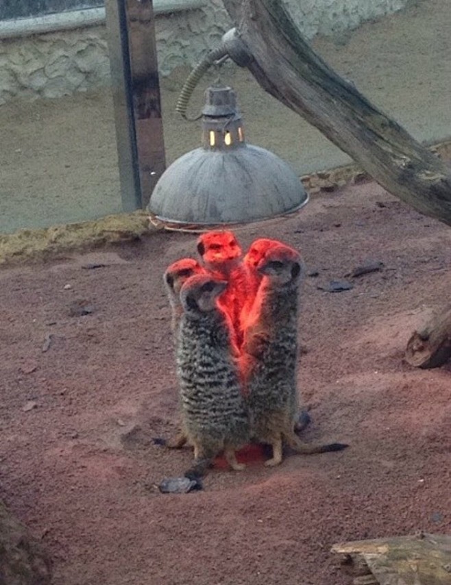 近日英国气温骤降，有人在动物园拍到灯下取...