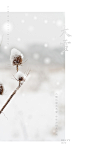 大雪  传统二十四节气