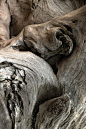 Gnarled wood: 