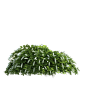 【图片】【png】素材、大树，灌木。_png吧_百度贴吧