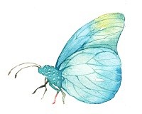 水彩花卉-时尚插画-作品辑-插画家园