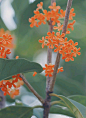 桂花