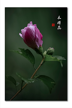 瞎起名采集到花