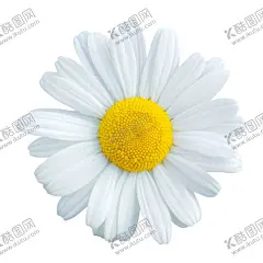 免扣菊花白菊花小菊花小雏菊 【酷图网】免扣,菊花,白菊花,小菊花,小雏菊,自然,植物,漂亮,花瓣,花卉,美丽,花束,明亮,颜色,绽放,波斯菊,大波斯菊,洋甘菊,花,摄影,生物世界,唯美壁纸,壁纸图片,桌面壁纸,图片,素材,壁纸,背景素材,手机壁纸,创意,花类,花草