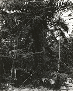 寒夜裏看雪飄過采集到paul strand 保罗·斯特兰德