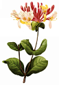 国外手绘植物花朵大全图片_1538x2200
点击浏览下一张：国外手绘植物花朵大全图片