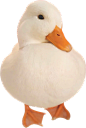 柯尔鸭