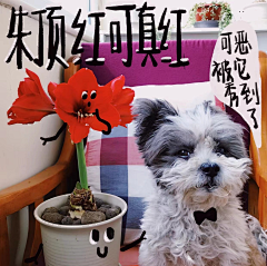青年凉品采集到超级植物公司