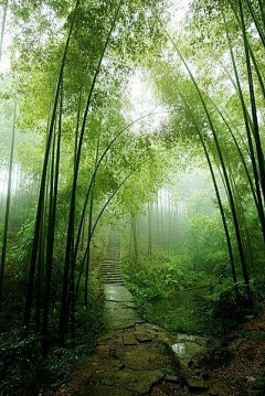夏星梦采集到林路——五彩斑斓