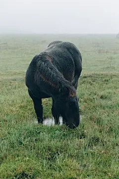 免費 percheron, 下田, 佩氏馬 ferus caballus 的 免費圖庫相片 圖庫相片