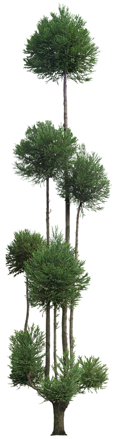 ShEN™采集到贴-植物