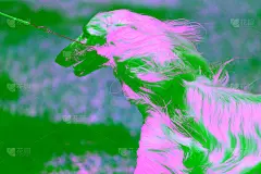阿富汗灵缇犬，或阿富汗猎犬的品种