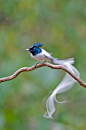 bellasecretgarden:

(via Asian paradise flycatcher | Wings | Pinterest)