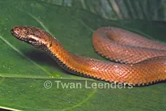 Hydraethiops melanogaster 黑腹琉色水蛇