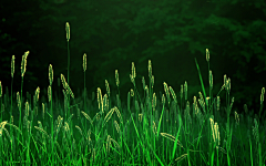 安茉汐采集到故事·狗尾巴草