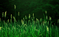狗尾巴草 绿色 自然 植物 生长 背景 微距