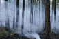 A controlled forest burn, a deliberate fire set to create a healthier and more sustainable forest... by Mint Images on 500px