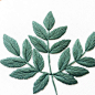 Aralia Spinosa Leaves Embroidery Hoop- Dark Green : This Hand Embroidered Hoop features a contemporary leafy design- this is of Aralia Spinosa which has been made using DMC Embroidery Threads and