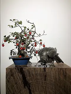 我才不是软柿子·之


老鸦柿与鹰