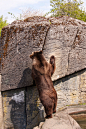 Nosy Bear by Bente Joensson on 500px