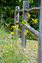 黄色的野花沿着木篱笆生长。