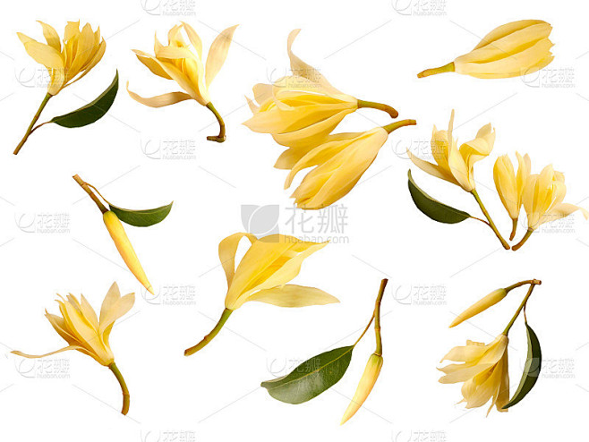 木兰花。