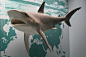 shark_stock_by_malleni_stock-d4sesiy