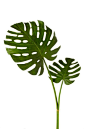 Sage & Co. Fleur Faux Plant Monstera Leaf Bundle & Reviews | Wayfair: 