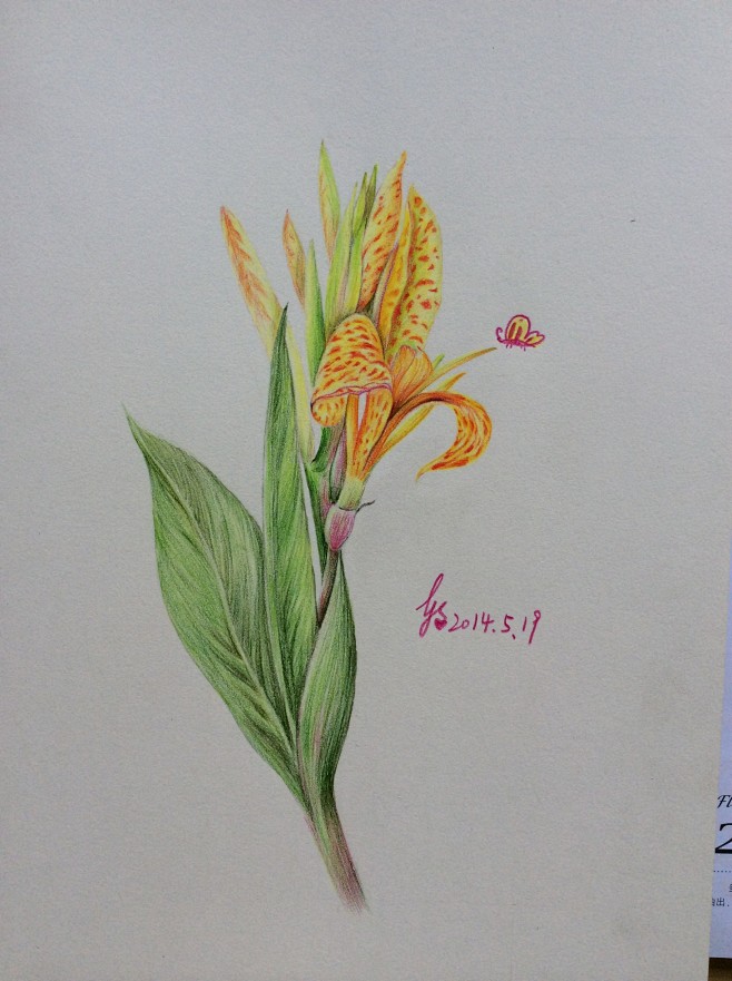 10:30:52美人蕉1喜欢飞乐鸟寻找活动第3期"彩铅——花草的小清新"猪