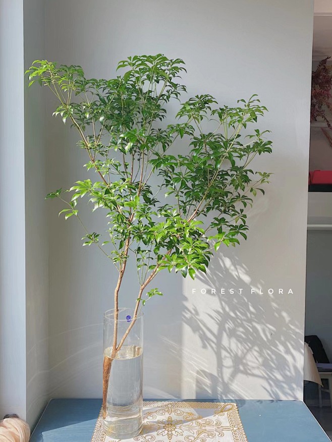 马醉木水培植物鲜切枝条盆栽活树室内小绿植...