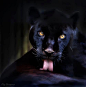 In Latin America, a Black Panther is just a melanistic jaguar; in Asia and Africa it's a black leopard, and in North America it may be black jaguars or pumas. By the way, it has been proven that black cats have a more balanced nervous system and faster re