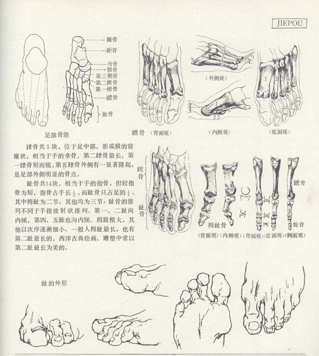 人体造型基础——人体局部解剖 - 水木白...